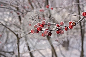 Ilex verticillata or winterberry covered with hoarfrost